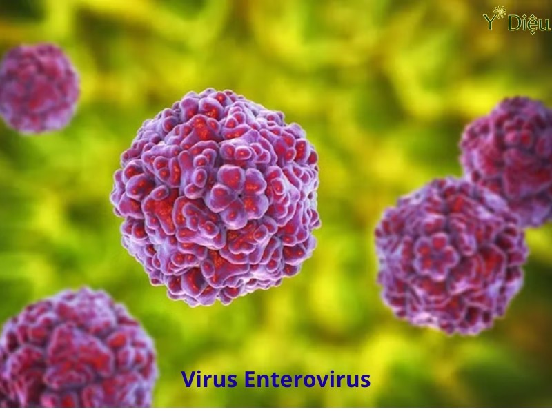 Virus enterovirus có thể gây tổn thương tế bào beta.